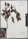 Foto von Salix L.